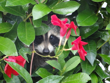 Entry image for hide away. Clicking this image will show a larger photo