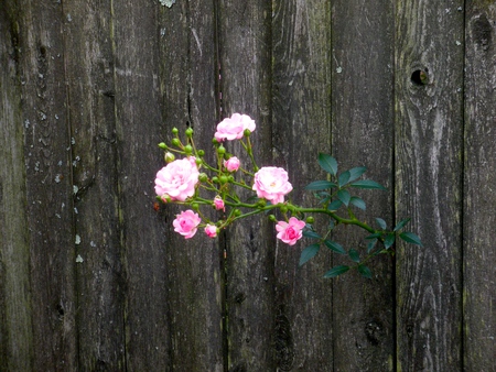 Entry image for Free Spirit. Clicking this image will show a larger photo