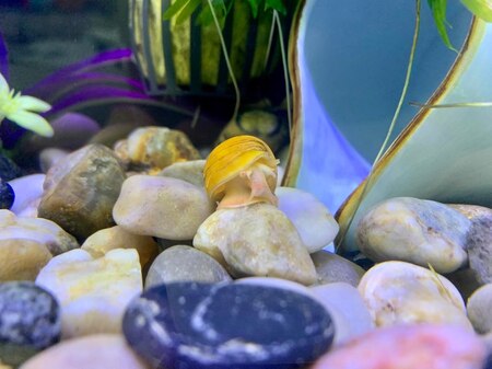 Dave the Mystery Snail