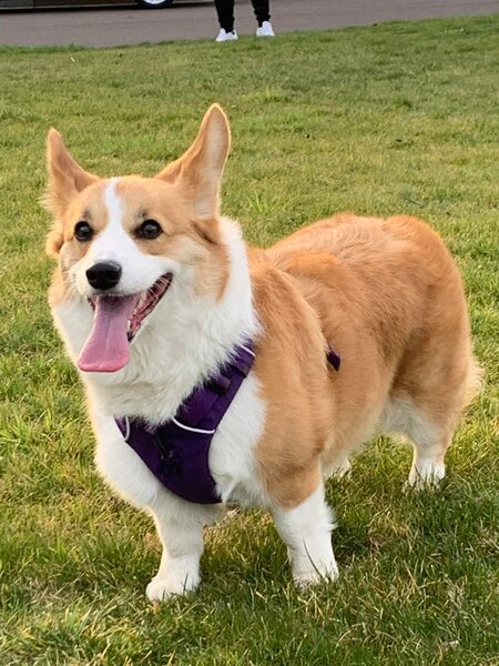 Basil