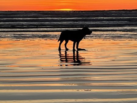 Cedar Sunset at Cox Bay