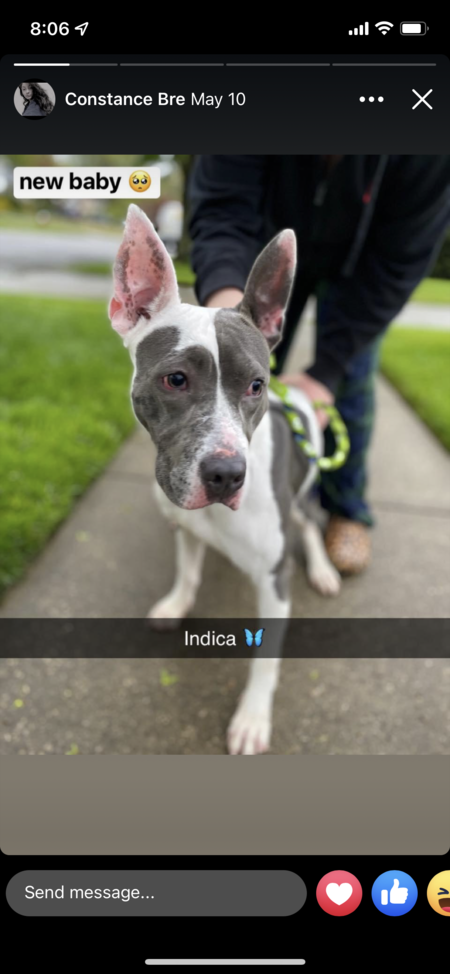 Indica