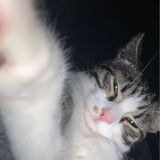 Entry image for Henry