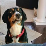 Entry image for Boomer