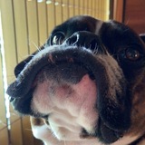 Entry image for Nala 