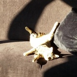 Entry image for Bandit 