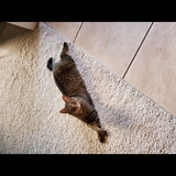 Entry image for Bandit 