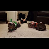 Entry image for Miley, smokey, and bandit 