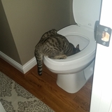 Entry image for Bandit 