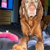 Entry image for Sierra