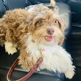 Entry image for Kiwi 