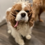 Entry image for Brody