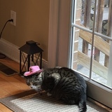 Entry image for Som!