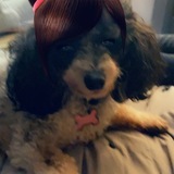 Entry image for CoCo