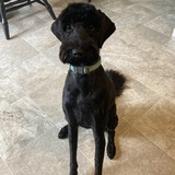 Entry image for Frankie