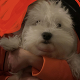 Entry image for Maya