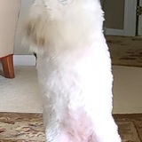 Entry image for Dancing Sadie