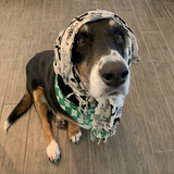 Entry image for Sage 