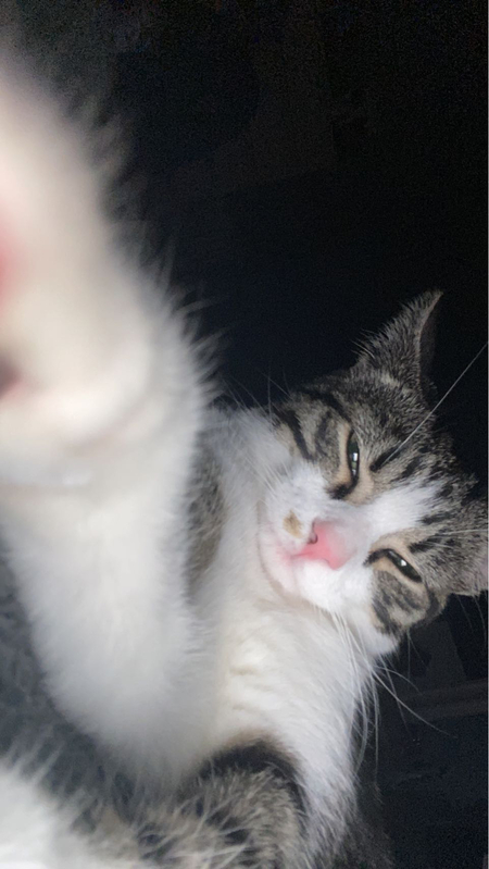 Entry image for Henry. Clicking this image will show a larger photo