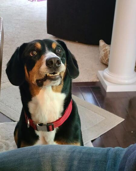 Entry image for Boomer. Clicking this image will show a larger photo