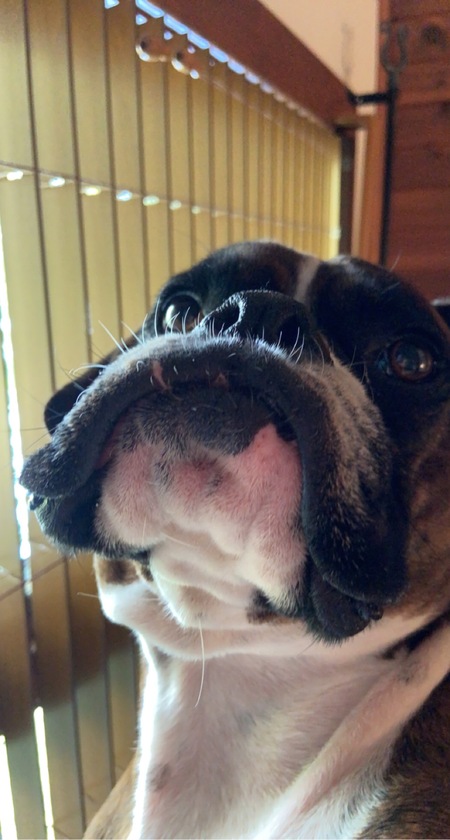 Entry image for Nala . Clicking this image will show a larger photo