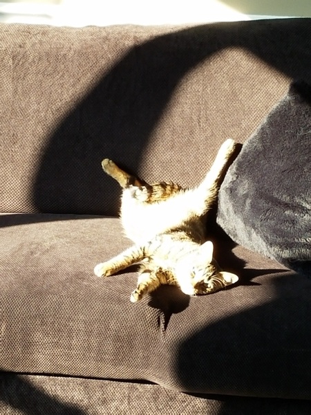 Entry image for Bandit . Clicking this image will show a larger photo