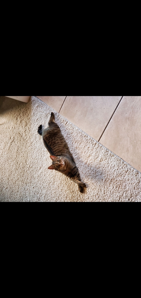 Entry image for Bandit . Clicking this image will show a larger photo