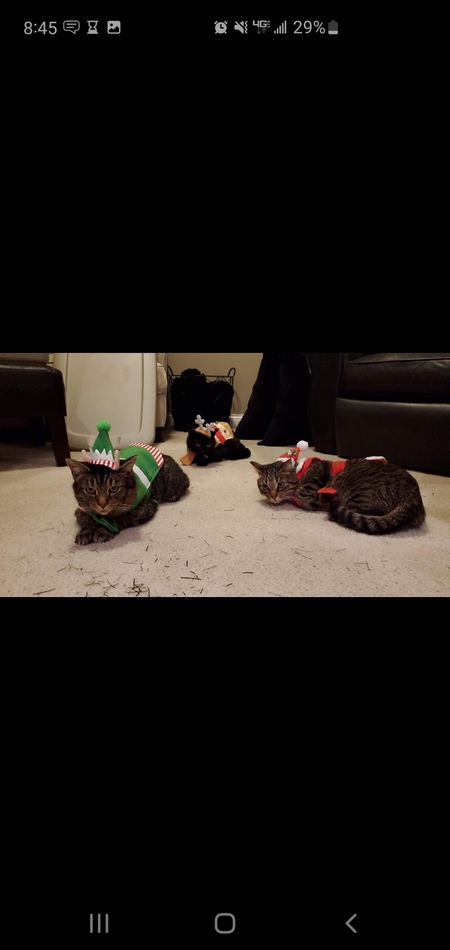 Entry image for Miley, smokey, and bandit . Clicking this image will show a larger photo