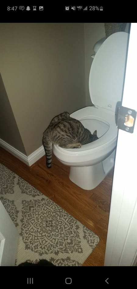 Entry image for Bandit . Clicking this image will show a larger photo