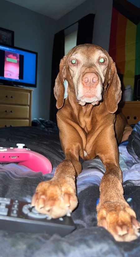 Entry image for Sierra. Clicking this image will show a larger photo