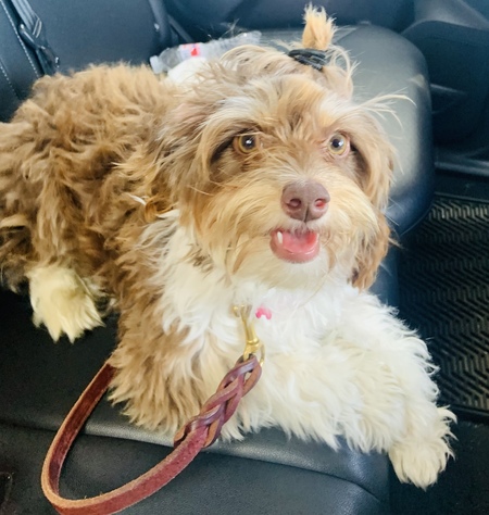 Entry image for Kiwi . Clicking this image will show a larger photo