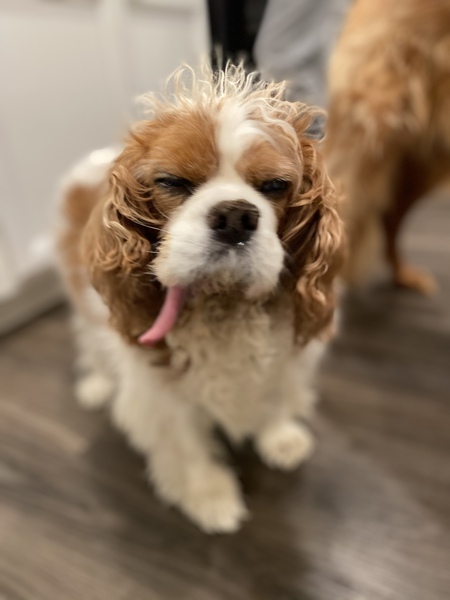 Entry image for Brody. Clicking this image will show a larger photo