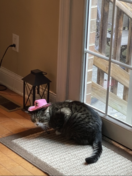 Entry image for Som!. Clicking this image will show a larger photo