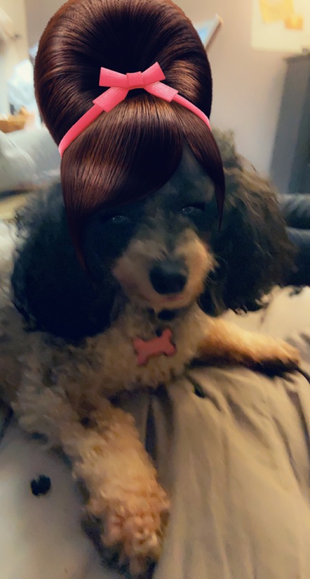 Entry image for CoCo. Clicking this image will show a larger photo