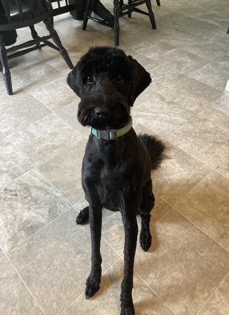 Entry image for Frankie. Clicking this image will show a larger photo