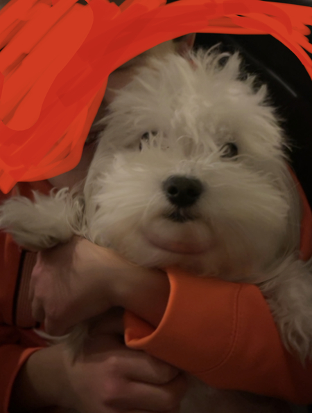 Entry image for Maya. Clicking this image will show a larger photo