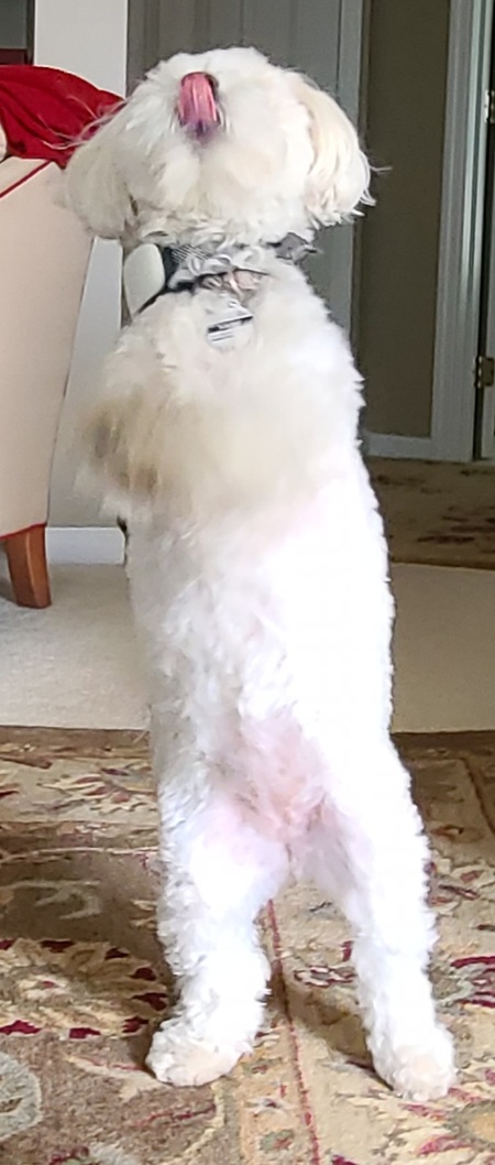 Entry image for Dancing Sadie. Clicking this image will show a larger photo