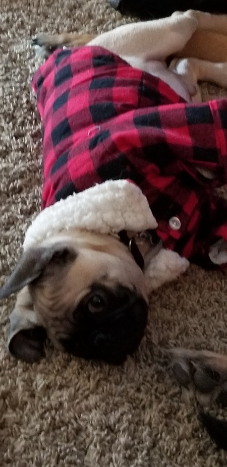 Entry image for Stubby . Clicking this image will show a larger photo