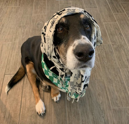 Entry image for Sage . Clicking this image will show a larger photo