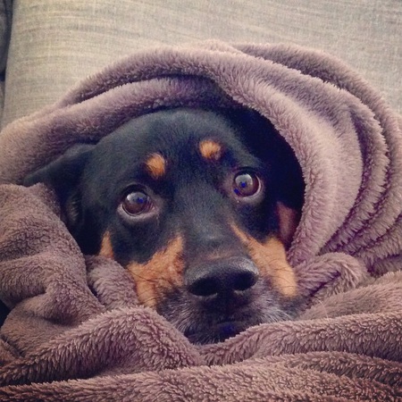 Rufus