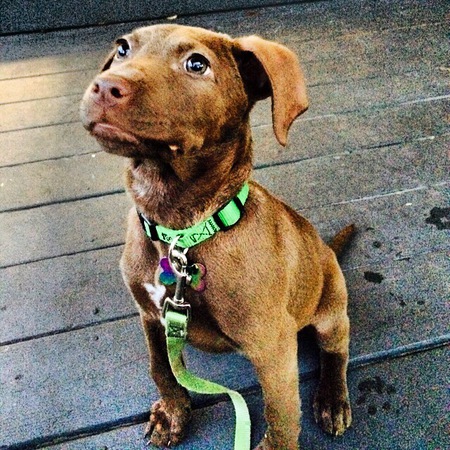 Penny Lane Hazelnut