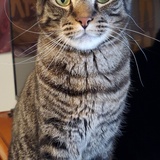 Entry image for Mr. Kitty