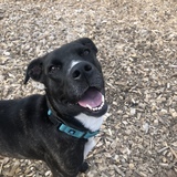 Entry image for Thalia