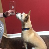 Entry image for Scotch