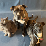 Entry image for Rhea, Thalia, Blu