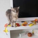 Entry image for Finn