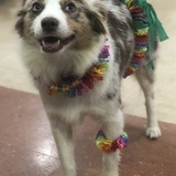 Entry image for Kaya