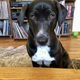 Entry image for Sammy