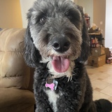 Entry image for Lexi