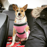 Entry image for Dora